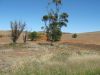 Gumbowie, South Australia, Australia